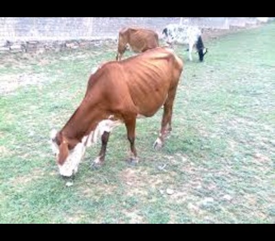 Achai Cow