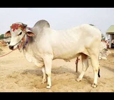Bhagnari Cow