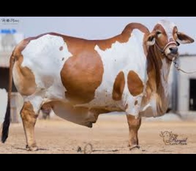 Cholistani Cow
