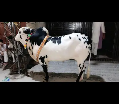 Dajal Cow