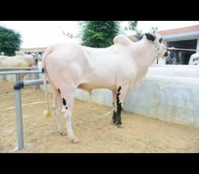 Dhanni Cow