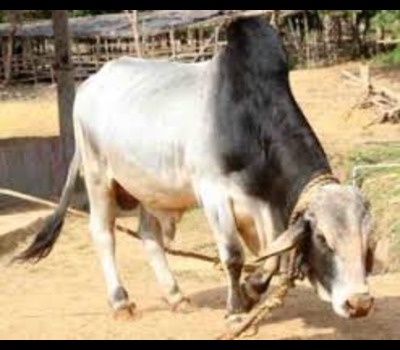 Hariana Cow