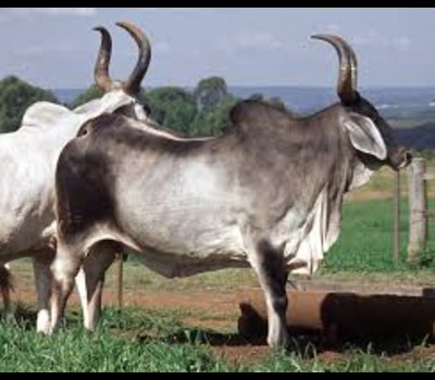 Gabrali Cow