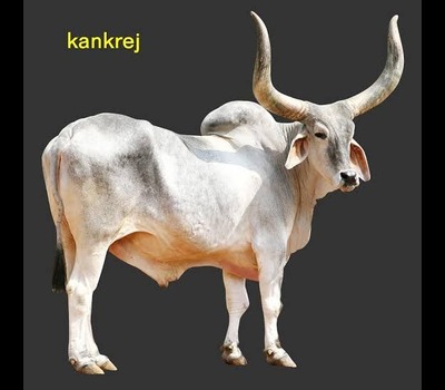Kankaraj Cow