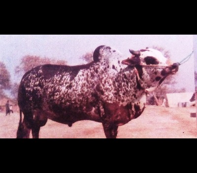 Lohani Cow