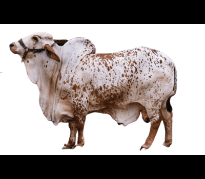 Rojhan Cow