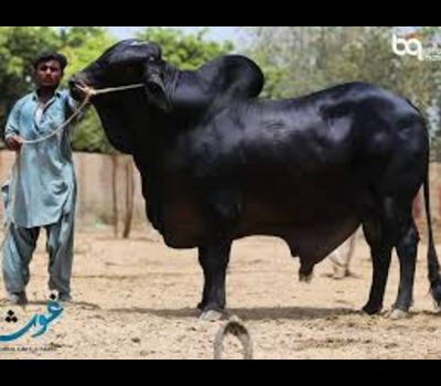 Sahiwal Cow