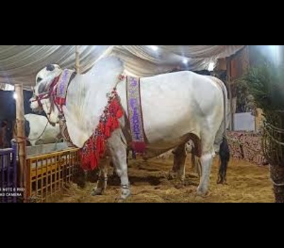Sibbi Cow