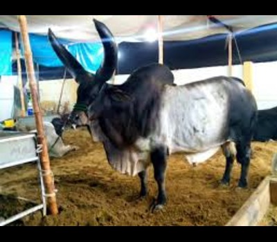 Thari Cow